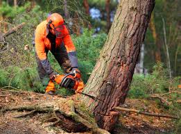 Best Tree Risk Assessment  in Everman, TX