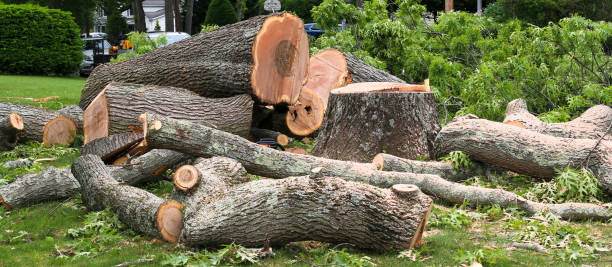 Best Root Management and Removal  in Everman, TX